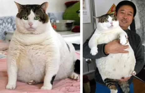 胖猫