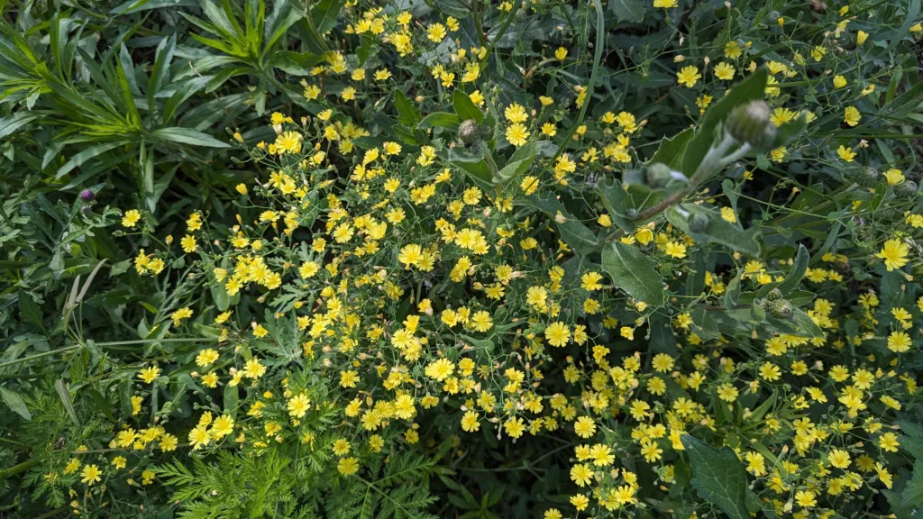 苦荬菜