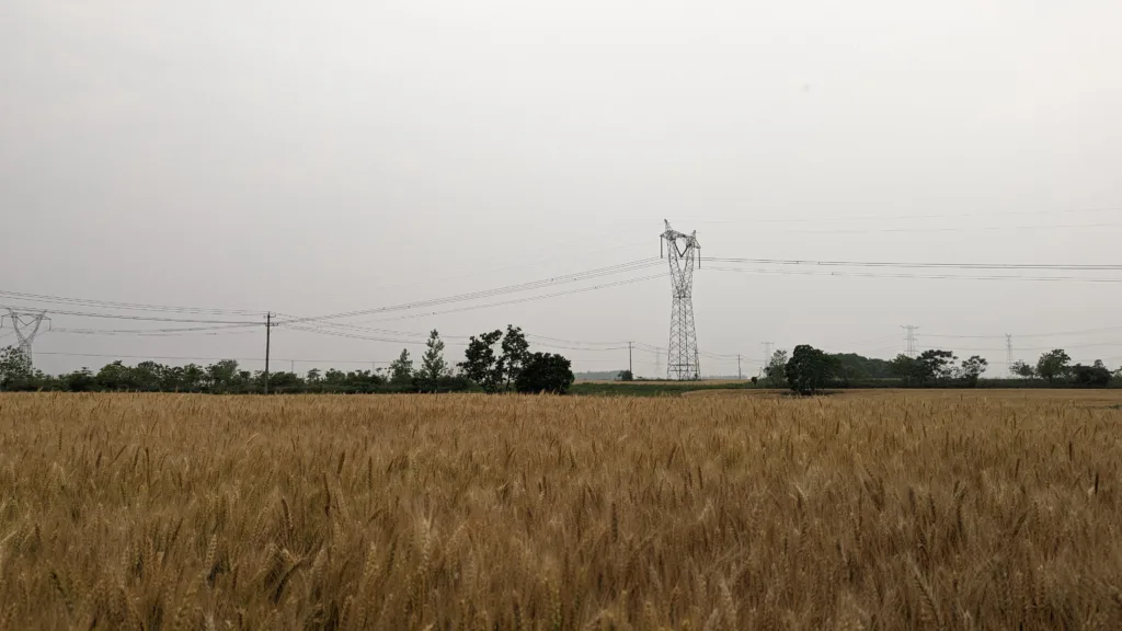 小麦成熟